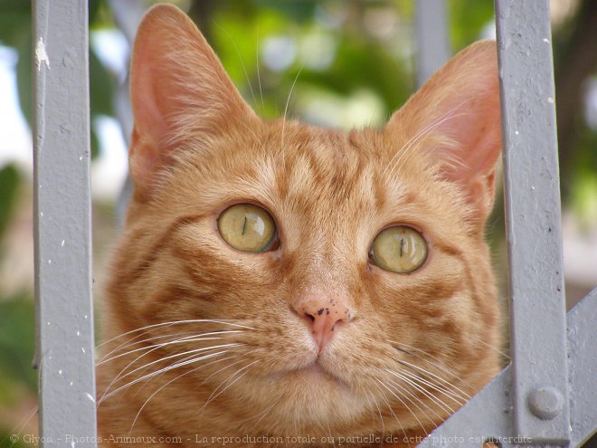 Photo de Chat domestique