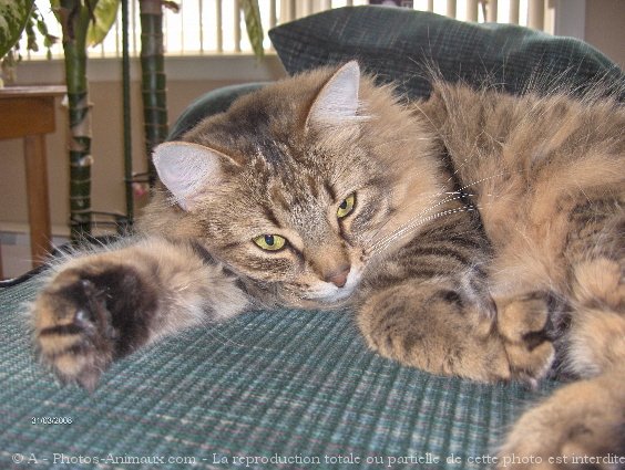 Photo de Chat domestique