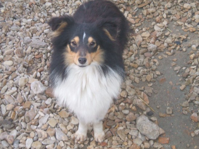 Photo de Chien de berger des shetland