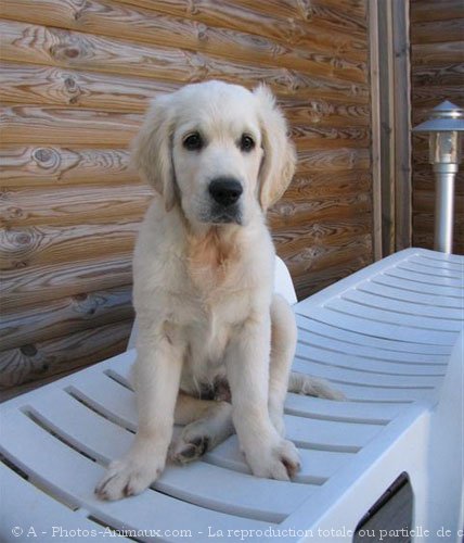 Photo de Golden retriever