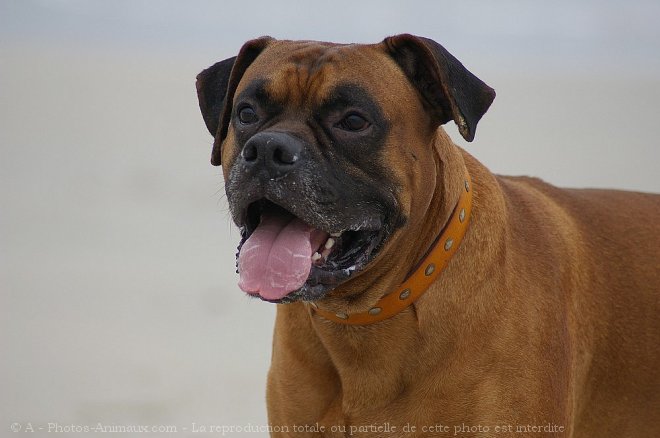 Photo de Boxer