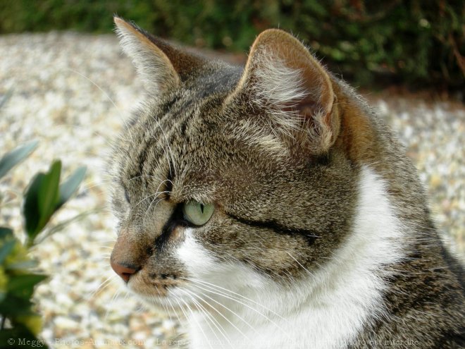 Photo de Chat domestique