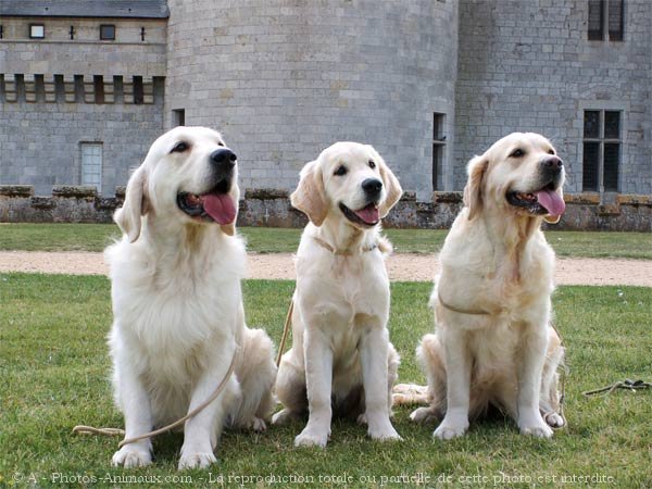 Photo de Golden retriever