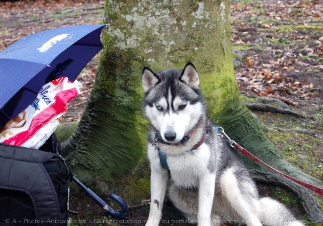 Photo de Husky siberien