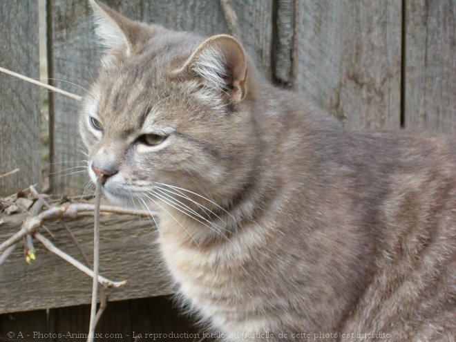 Photo de Chat domestique