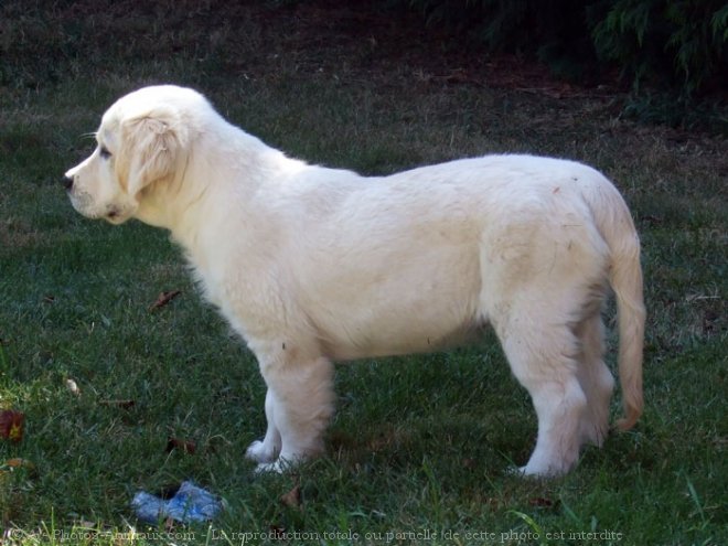 Photo de Golden retriever