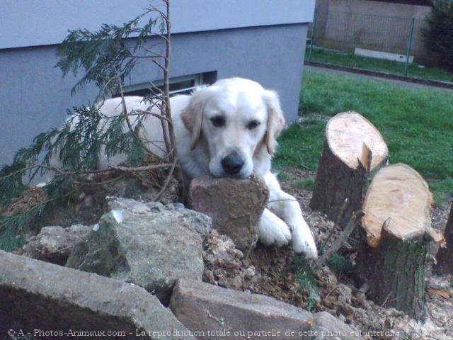 Photo de Golden retriever