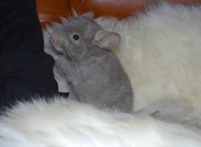 Photo de Chinchilla