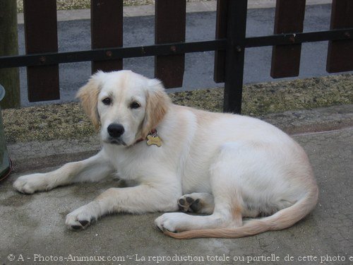 Photo de Golden retriever