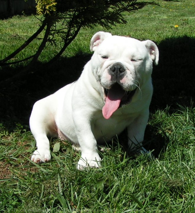 Photo de Bulldog