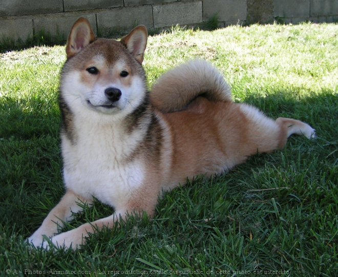 Photo de Shiba