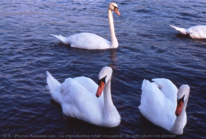 Photo de Cygne