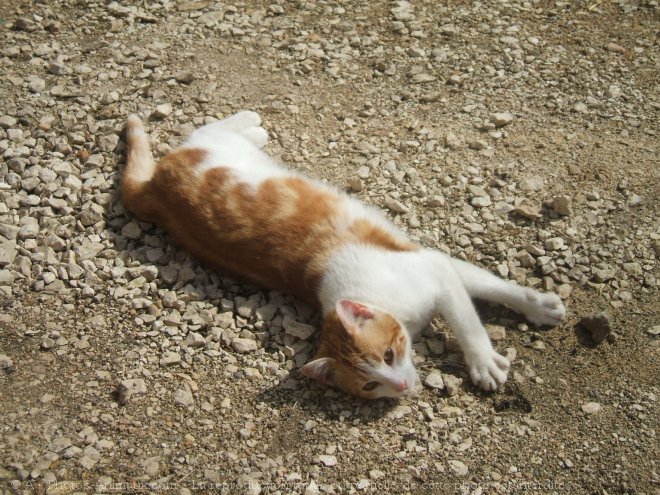 Photo de Chat domestique