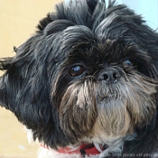 Photo de Shih tzu