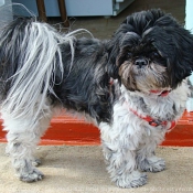 Photo de Shih tzu