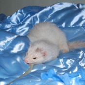 Photo de Furet