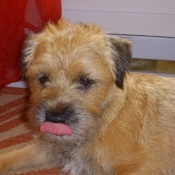 Photo de Border terrier