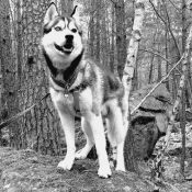 Photo de Husky siberien