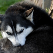 Photo de Husky siberien