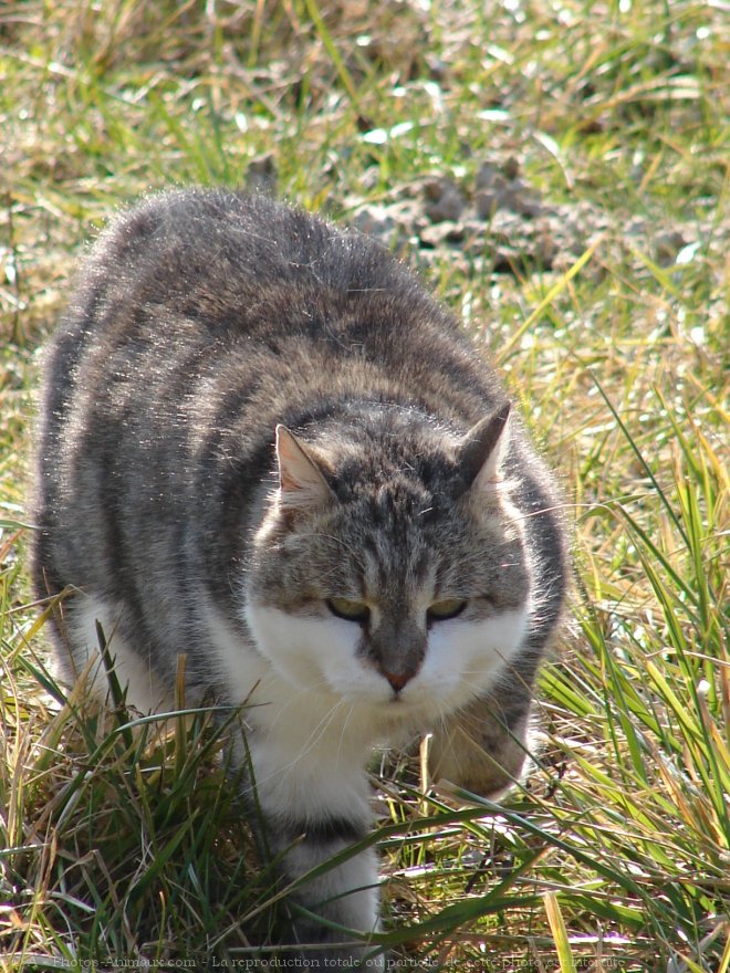 Photo de Chat domestique