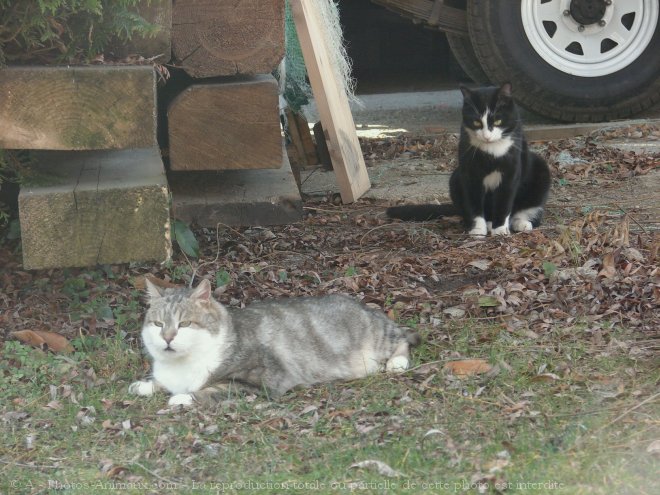 Photo de Chat domestique