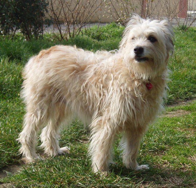 Photo de Chien de berger des pyrenes  poil long