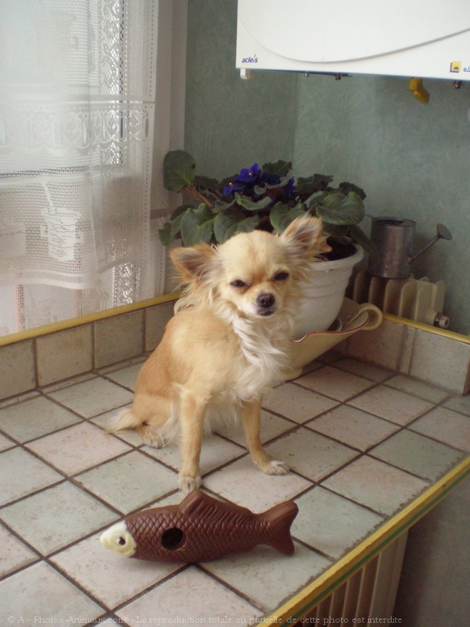 Photo de Chihuahua  poil long