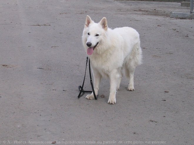 Photo de Berger blanc suisse