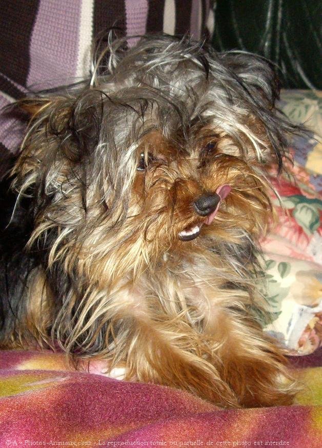 Photo de Yorkshire terrier