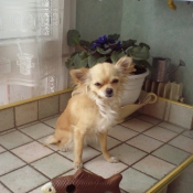 Photo de Chihuahua  poil long