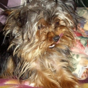 Photo de Yorkshire terrier