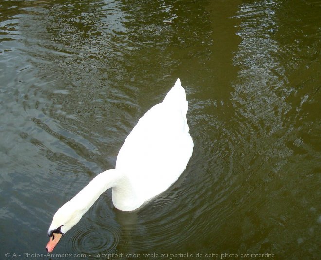 Photo de Cygne