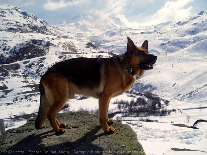 Photo de Berger allemand  poil court