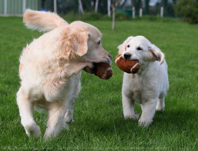 Photo de Golden retriever