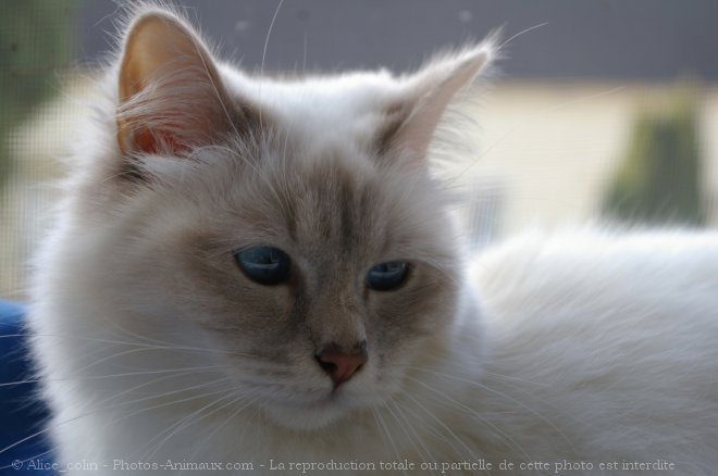 Photo de Sacr de birmanie