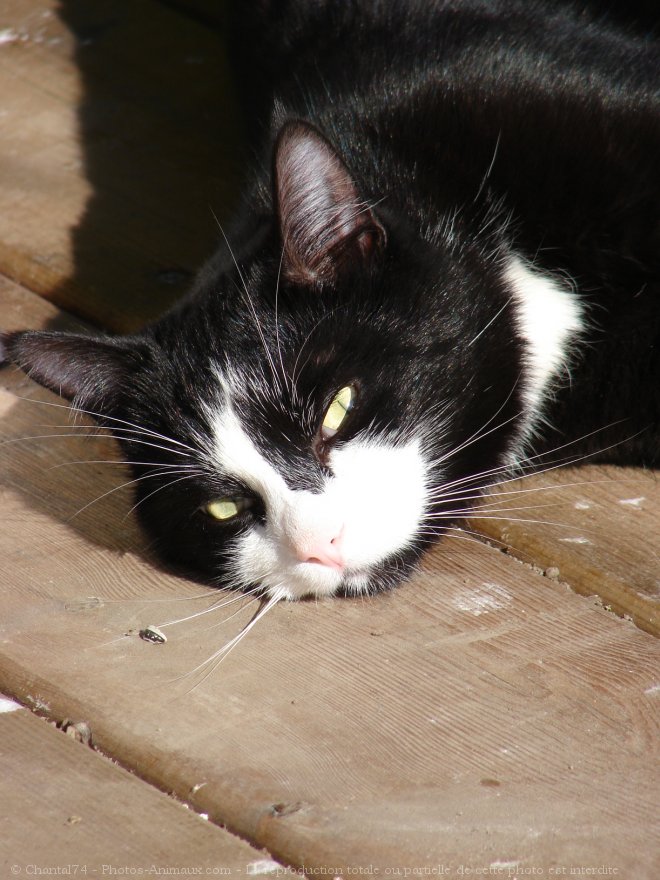 Photo de Chat domestique