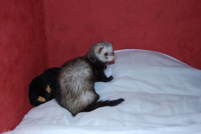 Photo de Furet