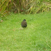 Photo de Poule d'eau