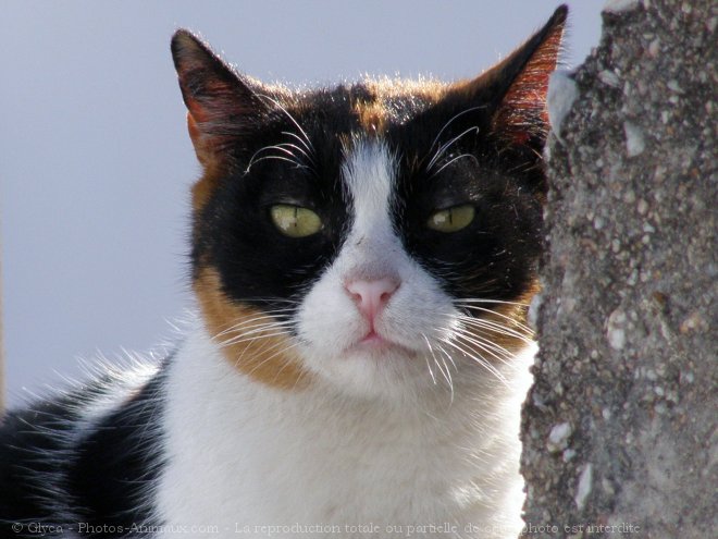 Photo de Chat domestique