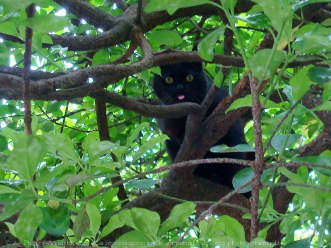 Photo de Chat domestique