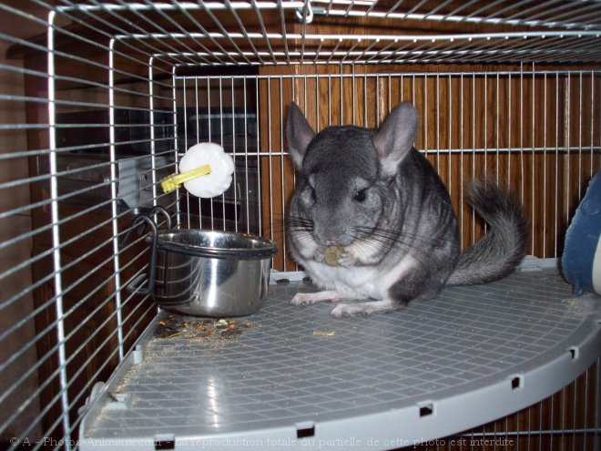 Photo de Chinchilla