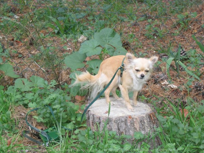 Photo de Chihuahua  poil long