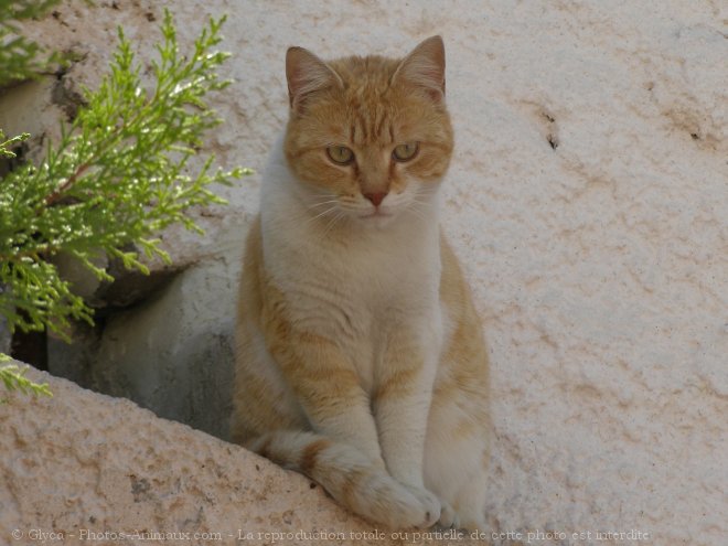 Photo de Chat domestique