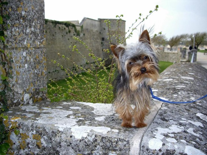 Photo de Yorkshire terrier