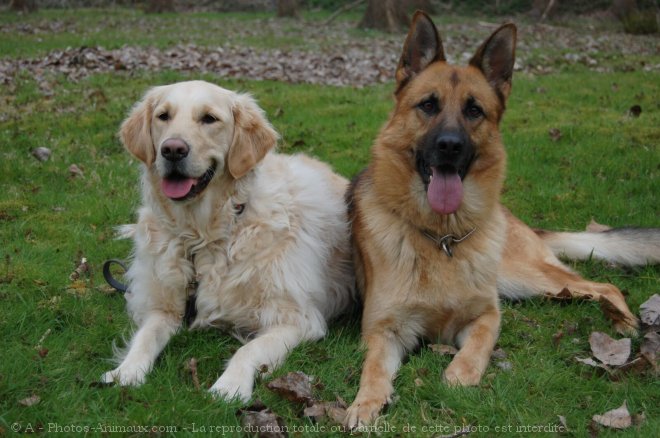 Photo de Berger allemand  poil court