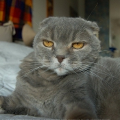 Photo de Scottish fold