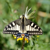 Photo de Papillon - machaon