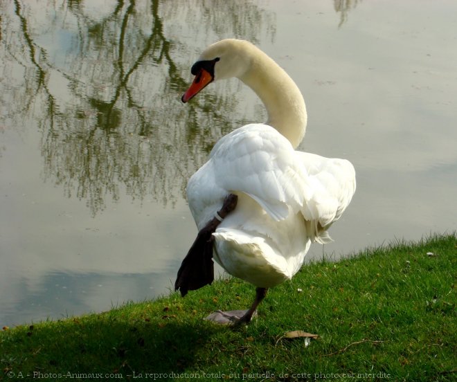 Photo de Cygne