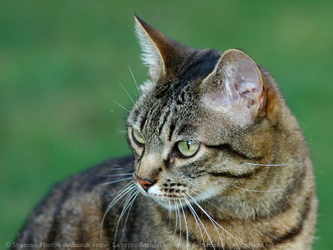 Photo de Chat domestique