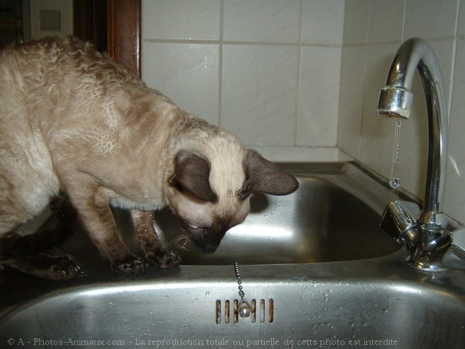 Photo de Cornish rex